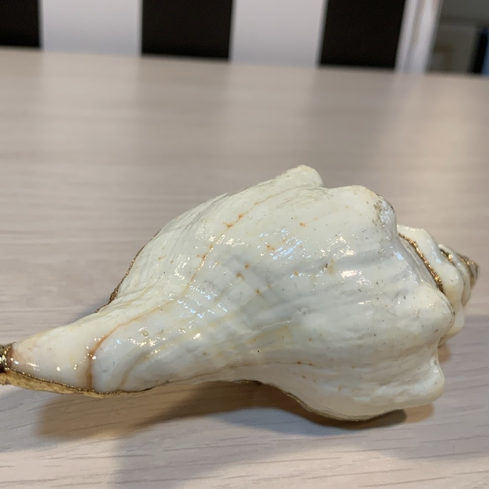 Vintage 1970s Real Shell Belt Buckle Ivory & Gold Nautical Coastal Beach Vibe - Picture 8 of 17